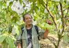 JAMBU MANIS