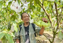 JAMBU MANIS