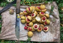 PALA : REMPAH NUSANTARA YANG MERUBAH DUNIA